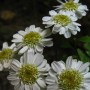 Feverfew (Chrysanthemum parthenium): Non native. Recent research shows it helps relieve headaches.